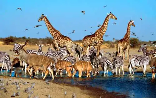Top 10 Game Reserves in Africa